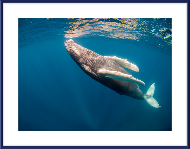 Humpback Calf