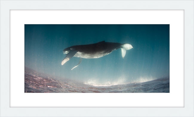 Humpback Calf Inverted