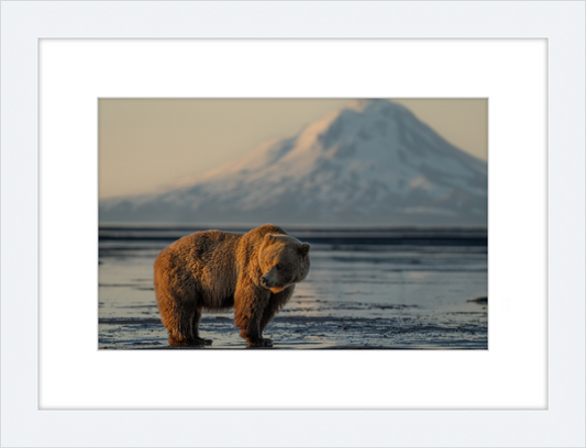 Katmai Alaska Bear