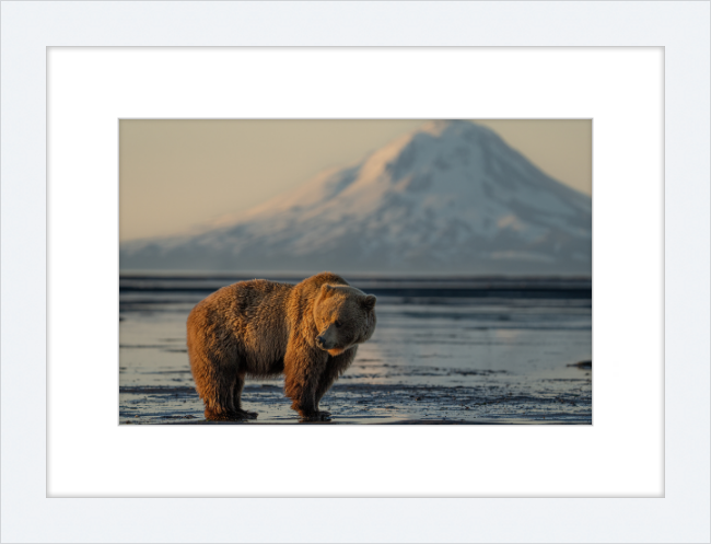 Katmai Alaska Bear