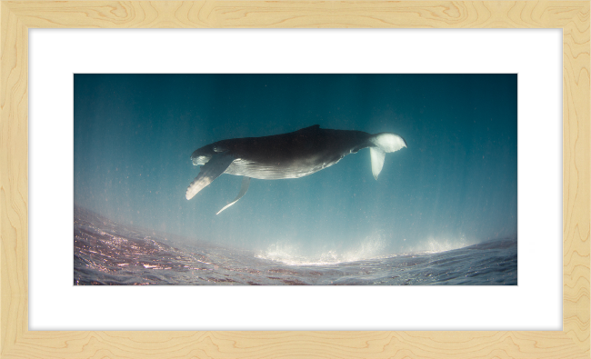 Humpback Calf Inverted