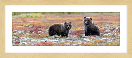 Bear Cubs in Autumn Tundra