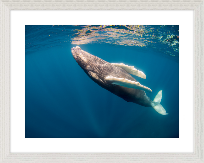 Humpback Calf